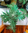 Eleven Roses fem (Delicious Seeds) семена конопли