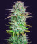 Kosher Cake Auto fem (FastBuds) семена конопли