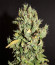 CBD Auto 20:1 fem (FastBuds) семена конопли