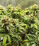 Dozy Whale fem (AlphaFem Seeds) семена конопли
