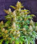 Trainwreck Fast Version fem (Seedkeepers) семена конопли