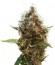 Lucid Bolt fem (Paradise Seeds) семена конопли