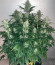 Mimosa Cake Auto fem семена конопли