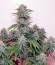 Tangie'matic auto fem семена конопли