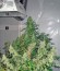 Lemon Thai Kush fem семена конопли