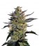 Blueberry OG от Barney's Farm семена конопли