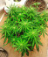 Runtz Auto fem (Barney's Farm) семена конопли