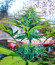 Wedding Cheesecake FF fem (FastBuds) семена конопли