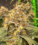 Mint Jelly Auto fem (Humboldt Seed Company) семена конопли