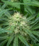 Watermelon Zkittlez Auto fem семена конопли
