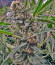 Purple Punch X Lemon Drizzle fem от Barney's Farm семена конопли