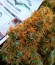 Auto Mazar fem (Dutch Passion) семена конопли