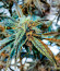 Watermelon Zkittlez Auto fem семена конопли