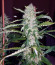 Pineapple Chunk fem (Barney's Farm) семена конопли