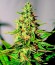 Сорт марихуаны Acapulco Gold
