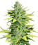 Smoothie Auto fem (FastBuds) семена конопли