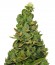 Купить семена марихуаны Pineapple Chunk
