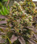 Lemon Cherry Gelato fem от Barney's Farm семена конопли