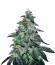 Golosa fem (Delicious Seeds) семена конопли