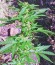Doctor’s Choice #1 Auto fem семена конопли