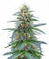 Northern Lights 10 of 10 fem (Seedkeepers) семена конопли