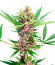 Amnesia Zkittlez Auto fem (FastBuds) семена конопли
