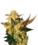 Speedy Gonzales Auto (Speedy Boom Auto) fem семена конопли