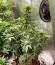 Zkittzy Gorilla fem (Original Sensible Seeds) семена конопли