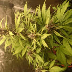lsd-25-auto-fem-fastbuds.jpg