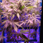 original-auto-og-kush-fem-fastbuds.jpg
