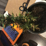 auto-white-widow-fem-pyramid-seeds.jpeg