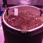 auto-white-widow-fem-pyramid-seeds.jpg