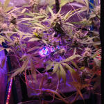 original-auto-og-kush-fem-fastbuds.jpg