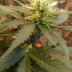 pakistan-ryder-auto-world-of-seeds.jpg