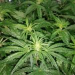 auto-new-york-city-pyramid-seeds.jpg