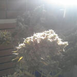 belladonna-paradise-seeds.jpg