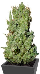 West Coast O.G. Auto fem (FastBuds) семена конопли
