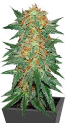 Great White Shark (Green House Seeds) семена конопли