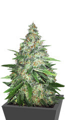 Zkittlez fem (Original Sensible Seeds) семена конопли
