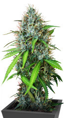 Papaya Zoap Auto fem (Sweet Seeds) семена конопли