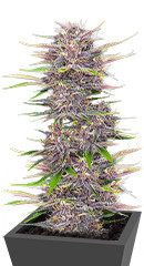 Banana Purple Punch Auto fem (FastBuds) семена конопли
