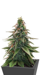 Gorilla Glue #4 fem (Original Sensible Seeds) семена конопли