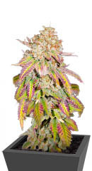Grandaddy Banner fem (AlphaFem Seeds) семена конопли