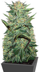 Auto White Widow fem (Victory Seeds) семена конопли