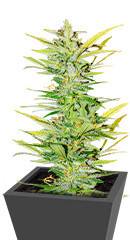 Dozy Whale fem (AlphaFem Seeds) семена конопли