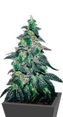 Golosa fem (Delicious Seeds) семена конопли