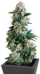 Auto New York City fem (Pyramid Seeds) семена конопли