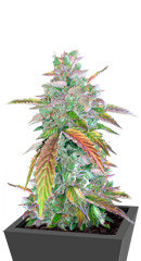 Bruce Banner Auto fem (Cali Buds Seeds) семена конопли