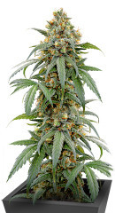 Papaya Zoap F1 Fast Version fem (Sweet Seeds) семена конопли