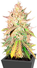 Sugar Candy fem (Delicious Seeds) семена конопли